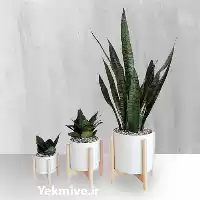 قیمت خرید عمده گلدان سرامیک در تهران در گروه خرید و فروش گلدان در یکمیوه