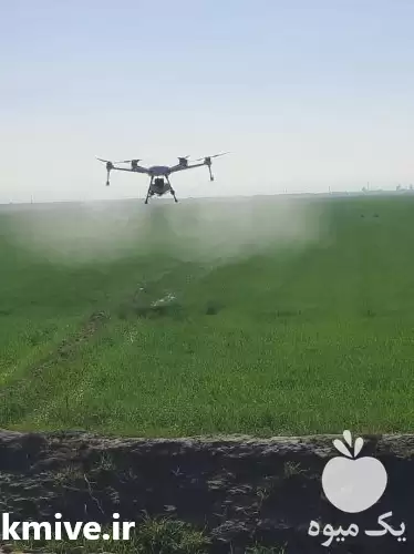 پهپاد سمپاش کشاورزی در مال خلیفه در گروه خدمات باغبانی در یکمیوه -عکس1