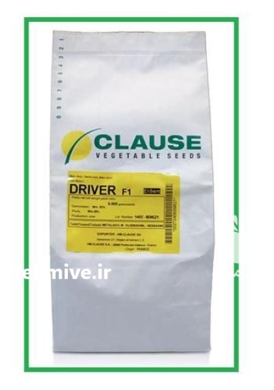 فروش بذر ذرت شیرین درایور کلوز در گرگان در گروه خرید و فروش بذر ذرت در یکمیوه -عکس1