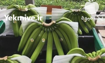 فروش مجوز واردات موز در گروه خرید و فروش موز در یکمیوه -عکس1