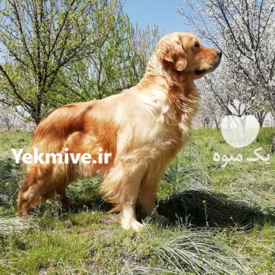 آااااااف زمستانی فروش ویژه گلدن رتریور در تهران در گروه حیوانات خانگی در یکمیوه -عکس1