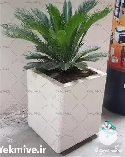 قیمت خرید قیمت گلدان بتنی در گروه خرید و فروش گلدان در یکمیوه -عکس1
