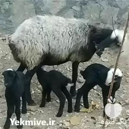 فروش گوسفند شال شالرومانف در قزوین در گروه گاو و گوسفند و میش و بز کهره گوساله در یکمیوه -عکس1
