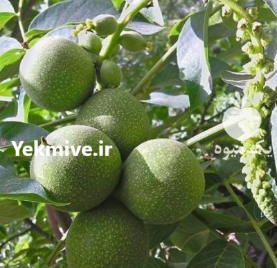 کاشت طلای ناب گردوی چندلر پیوندی در کوهستان در سپیددشت در گروه خرید و فروش نهال گردو در یکمیوه -عکس1