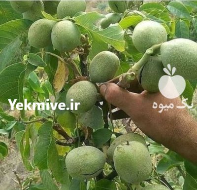 کاشت طلای ناب گردوی چندلر پیوندی در کوهستان در سپیددشت در گروه خرید و فروش نهال گردو در یکمیوه -عکس3