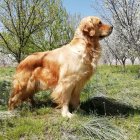 آااااااف زمستانی فروش ویژه گلدن رتریور در تهران در گروه حیوانات خانگی در یکمیوه