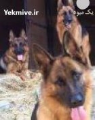 فروش سگ ژرمن و رک لاین _قیمت در تهران در گروه سگ و گربه در یکمیوه