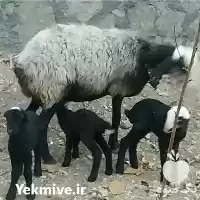 فروش گوسفند شال شالرومانف در قزوین در گروه گاو و گوسفند و میش و بز کهره گوساله در یکمیوه