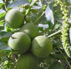کاشت طلای ناب گردوی چندلر پیوندی در کوهستان در سپیددشت