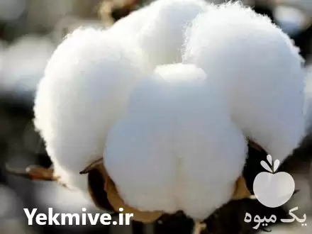 قیمت خرید از مزرعه پنبه در لامرد در گروه خرید و فروش گیاهان صنعتی در یکمیوه -عکس1