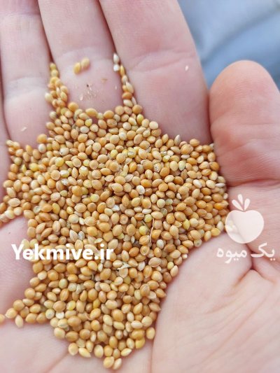 ارزن وارداتی روس در تهران در گروه خرید و فروش غلات و حبوبات در یکمیوه -عکس1