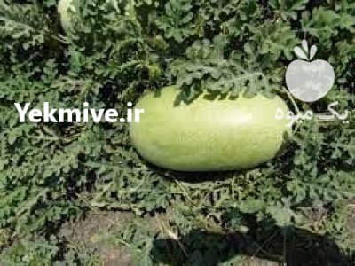 بذر هندوانه گالینای سینجنتا در ابوموسی در گروه خرید و فروش بذر هندوانه در یکمیوه -عکس1