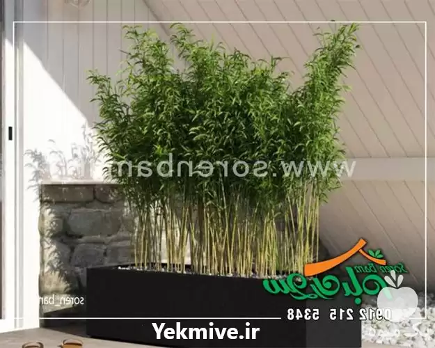 قیمت خرید انواع فلاور باکس در تهران در گروه خرید و فروش گلدان در یکمیوه -عکس1
