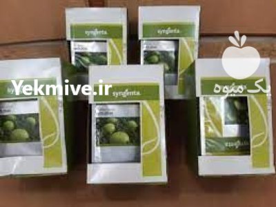 بذر هندوانه 8040 سینجنتا در گروه خرید و فروش بذر هندوانه در یکمیوه -عکس1