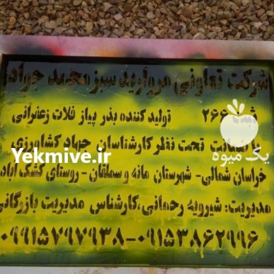 بذر پیاز فلات زرد زعفرانی در بجنورد در گروه خرید و فروش بذر پیاز در یکمیوه -عکس1