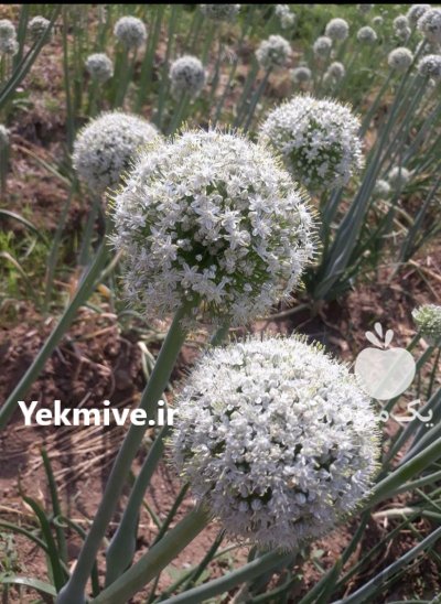 بذر پیاز فلات زرد زعفرانی در بجنورد در گروه خرید و فروش بذر پیاز در یکمیوه -عکس2