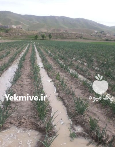 بذر پیاز فلات زرد زعفرانی در بجنورد در گروه خرید و فروش بذر پیاز در یکمیوه -عکس3