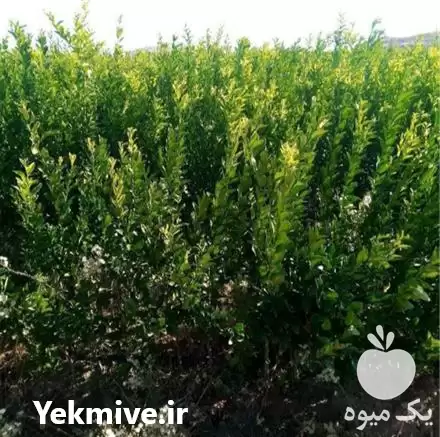 قیمت خرید نهال مرکبات در جیرفت در گروه خرید و فروش نهال مرکبات در یکمیوه -عکس1