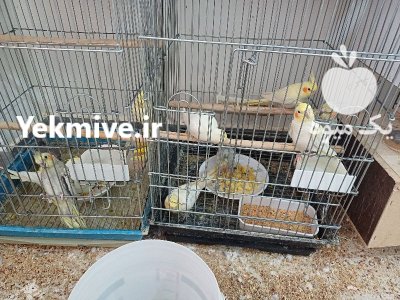 عروس هلندی در اردبیل در گروه خرید و فروش انواع پرنده در یکمیوه -عکس1