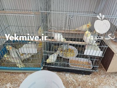 عروس هلندی در اردبیل در گروه خرید و فروش انواع پرنده در یکمیوه -عکس2