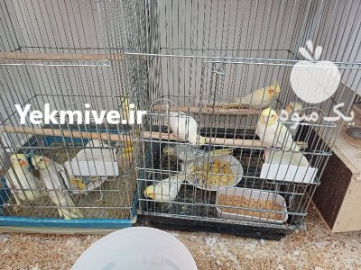 عروس هلندی در اردبیل در گروه خرید و فروش انواع پرنده در یکمیوه -عکس3