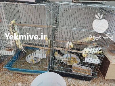 عروس هلندی در اردبیل در گروه خرید و فروش انواع پرنده در یکمیوه -عکس4