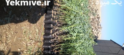 تولید انبوه و تخصصی نهال اکالیپتوس در جهرم در گروه خرید و فروش نهال اکالیپتوس در یکمیوه -عکس2