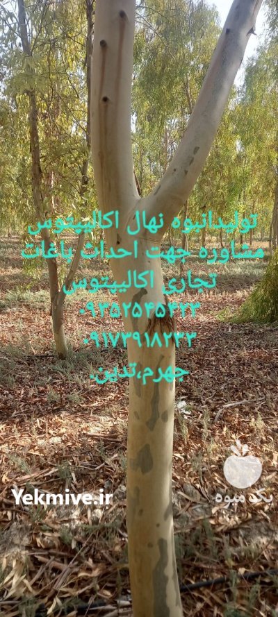تولید انبوه و تخصصی نهال اکالیپتوس در جهرم در گروه خرید و فروش نهال اکالیپتوس در یکمیوه -عکس3