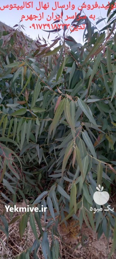 تولید انبوه و تخصصی نهال اکالیپتوس در جهرم در گروه خرید و فروش نهال اکالیپتوس در یکمیوه -عکس4