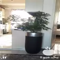 فروش گلدان در انواع مختلف در کرج در گروه خرید و فروش گلدان در یکمیوه