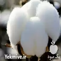 قیمت خرید از مزرعه پنبه در لامرد در گروه خرید و فروش گیاهان صنعتی در یکمیوه