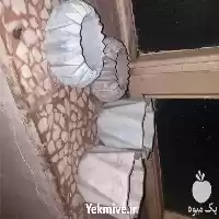 قیمت خرید گلدان در تبریز در گروه خرید و فروش گلدان در یکمیوه