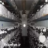 قیمت خرید کمپوست آماده جهت تولید در مشهد در گروه خرید و فروش قارچ در یکمیوه