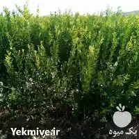 قیمت خرید نهال مرکبات در جیرفت در گروه خرید و فروش نهال مرکبات در یکمیوه