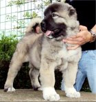 فروش سگ سرابی _پرورش سگ در تهران در گروه سگ و گربه در یکمیوه