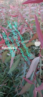 تولید انبوه و تخصصی نهال اکالیپتوس در جهرم در گروه خرید و فروش نهال اکالیپتوس در یکمیوه