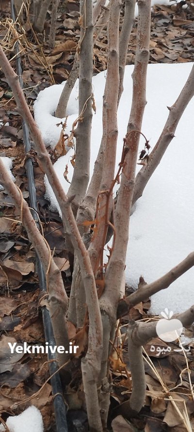 راه اندازی سیستم قطره ای اراضی در دماوند در گروه خرید و فروش دستگاه آبیاری در یکمیوه -عکس1