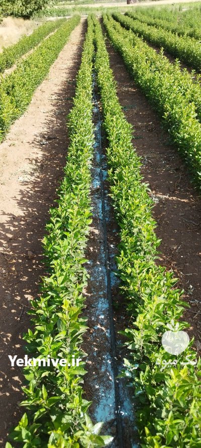 راه اندازی سیستم قطره ای اراضی در دماوند در گروه خرید و فروش دستگاه آبیاری در یکمیوه -عکس2