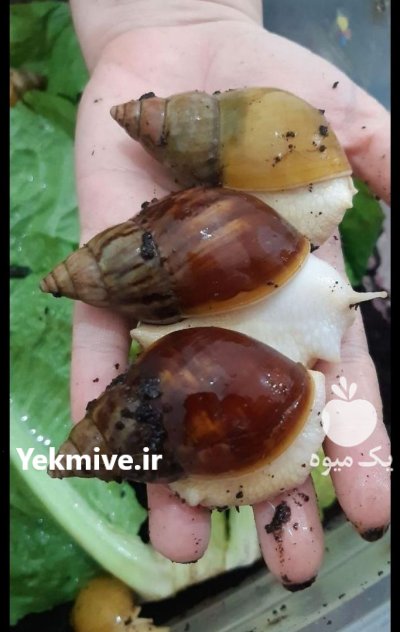 حلزون مولد در تهران در گروه انواع محصولات شیلات در یکمیوه -عکس3