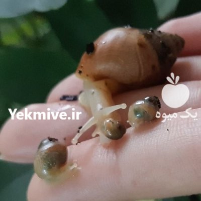 حلزون مولد در تهران در گروه انواع محصولات شیلات در یکمیوه -عکس4