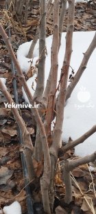 راه اندازی سیستم قطره ای اراضی در دماوند در گروه خرید و فروش دستگاه آبیاری در یکمیوه