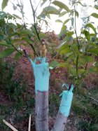 فروش زمین کشاورزی در صالح آباد در گروه فروش ملک و زمین در یکمیوه