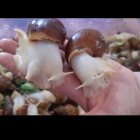 حلزون مولد در تهران در گروه انواع محصولات شیلات در یکمیوه