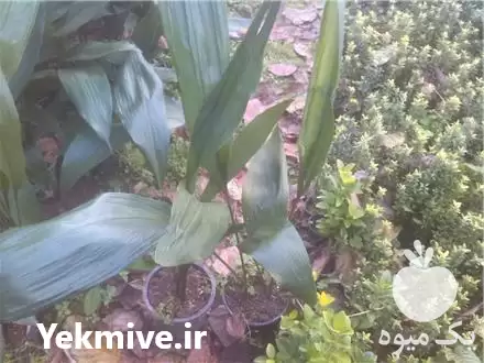 فروش برگ عبایی در تهران در گروه خرید و فروش گیاهان زینتی در یکمیوه -عکس1