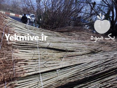 کاشت نهال صنوبر سنوبر تنجاری پردرآمد ترین درخت در کوهدشت در گروه خرید و فروش نهال صنوبر در یکمیوه -عکس1