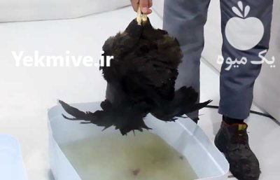 دستگاه پرکن مرغ در ساری در گروه تجهیزات مرغداری در یکمیوه -عکس1