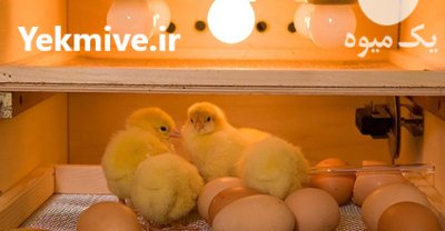 ماشین جوجه کشی ایزی باتور 5 در ساری در گروه تجهیزات مرغداری در یکمیوه -عکس1