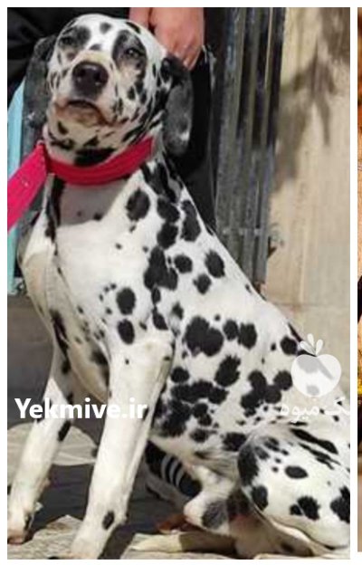 فروش سگ دالمیشن کم خال پر در اندیشه در گروه سگ و گربه در یکمیوه -عکس1