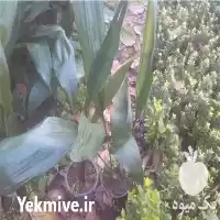 فروش برگ عبایی در تهران در گروه خرید و فروش گیاهان زینتی در یکمیوه