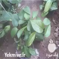 قیمت خرید پتوس ابلق در تهران در گروه خرید و فروش گیاهان زینتی در یکمیوه